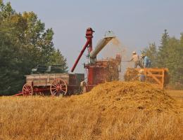Threshing demonstration at the Ukrainian Cultural Heritage Village